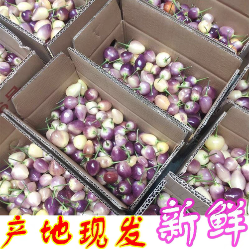 广西特产小七彩椒泡椒彩虹椒小灯笼椒新鲜五彩椒