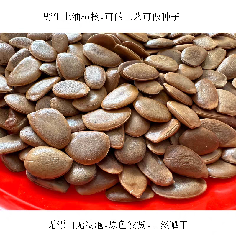 （野生油柿核）天然柿子核 文玩挂件饰品手串吊坠 无污染原生态核