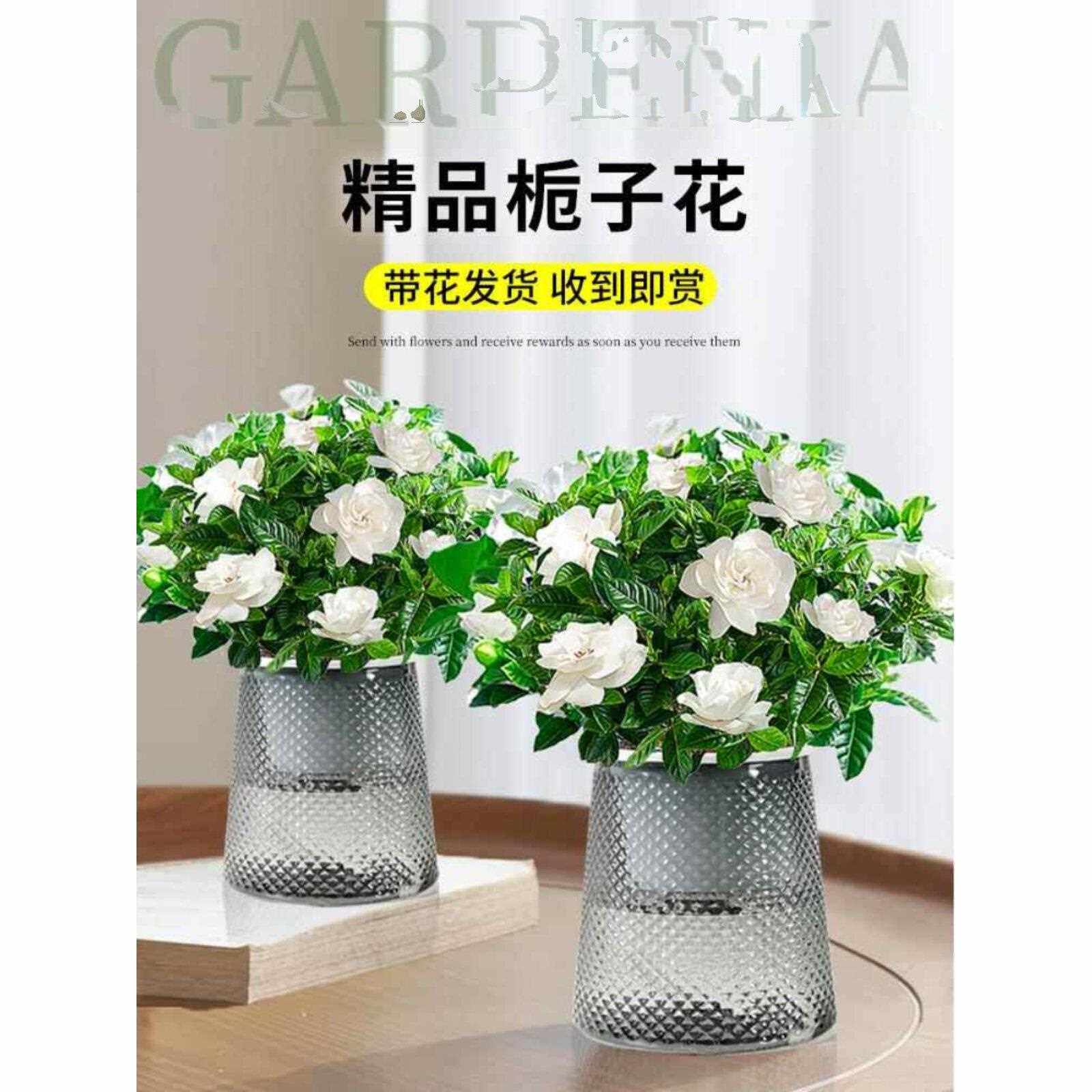 新疆包邮栀子花盆栽花卉植物室内绿萝箩阳台水培绿植茉莉花四季好