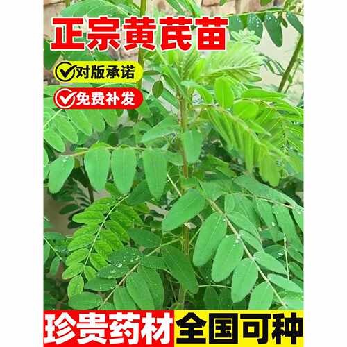 新疆包邮中药材黄芪苗新鲜优质带牙黄芪种苗四季易活可盆栽地栽南