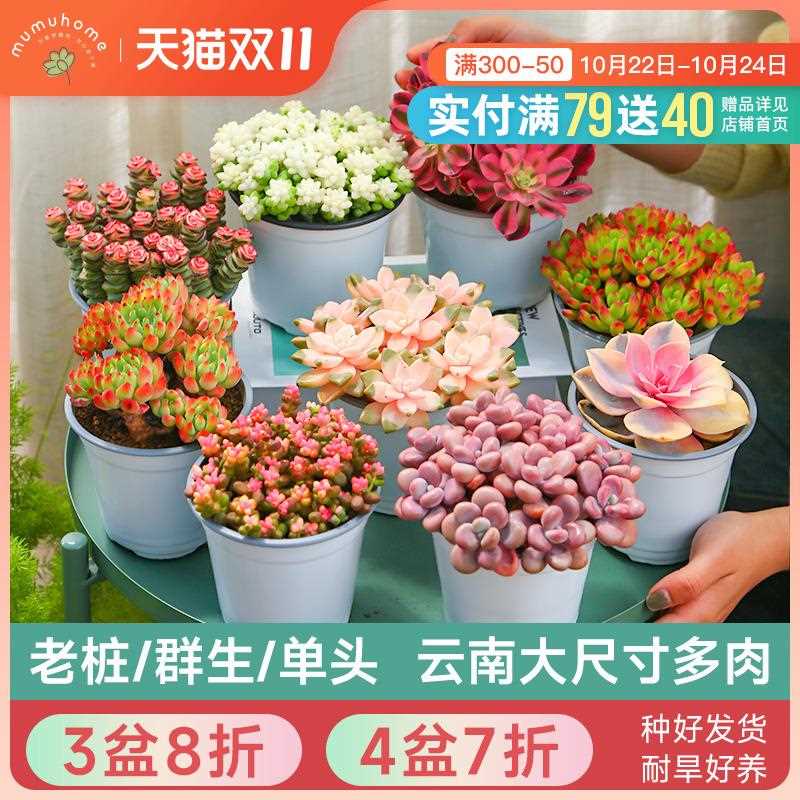 新疆包邮云南直发多肉植物组合盆栽大株肉肉植物花卉盆栽含盆带土