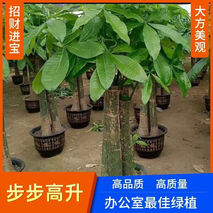 发财树步步高绿植室内办公室客厅书房大盆栽有观尝花语和寓意
