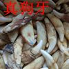 天然 真狗牙 黑狗牙 藏獒牙 仿狼牙 儿童男女项链手链 个性饰品