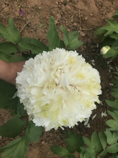 绿幕隐玉牡丹,绿色系,长势好,花期长