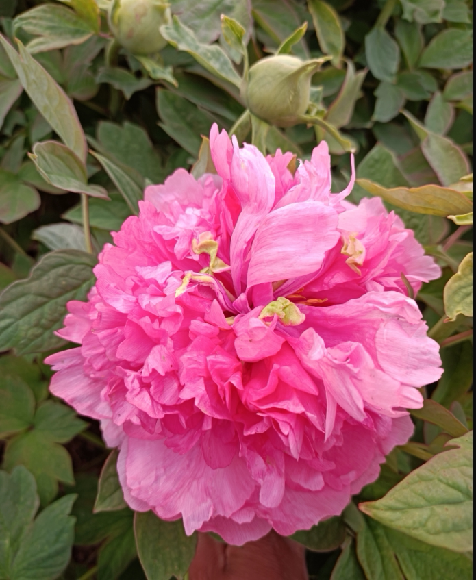 群和【贵妃插翠】洛阳牡丹花苗大苗盆栽带盆(红色)重瓣庭院花卉