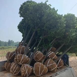 高杆卫矛球庭院四季常青绿篱植物造型树独杆棒棒糖苗高杆冬青树苗