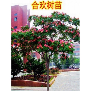耐寒合欢花树苗绒花树银叶金芙蓉花苗别墅庭院南北方种植盆栽地栽