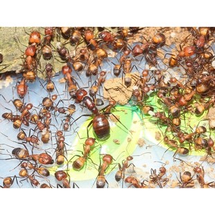 蚂蚁尼科巴弓背蚁城堡家园别墅庄园生态巢蚁后繁殖宠物