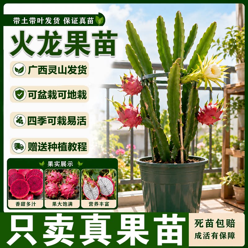 火龙果苗嫁接苗红皮红心白心燕窝黄龙火龙果树苗盆栽地栽南方种植
