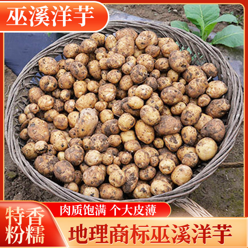 新鲜重庆巫溪高山农家土豆农产品现挖现发特产黄心洋芋马尔科包邮