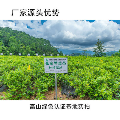 莓茶垕王村龙须芽尖莓茶健康绿色
