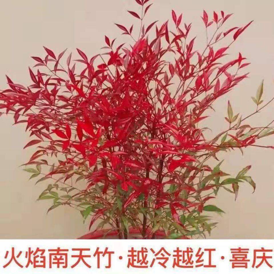 火焰南天竹大型耐寒室外植物老桩盆栽庭院北方耐寒客厅南天竹绿植图片