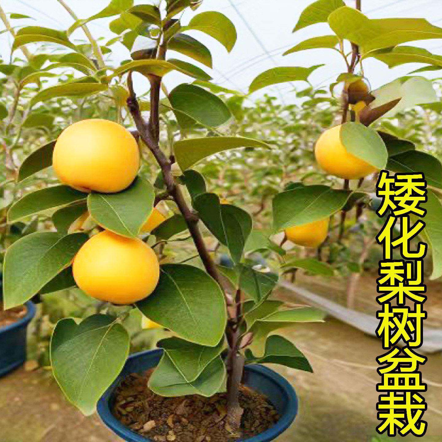 矮化秋月梨树苗盆栽老桩梨活苗室内阳台庭院种植带盆带土当年结果