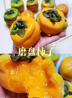 磨盘软柿子苗树冻柿子树庭院果树苗大柿子树北方耐寒南方盆栽地栽
