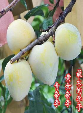 蜜糖黄金奈李子树苗空心李子青奈李苗树南方北方种植庭院果树果苗