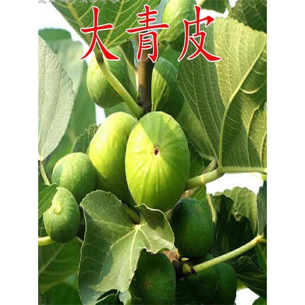 青皮无花果树果苗芭劳奈金傲芬斯特拉新疆早黄布兰瑞克无花果苗