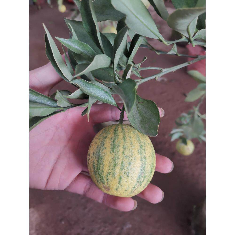 可食用可观赏西瓜柑橘树苗新品种橘子苗盆栽地栽南北方种植果树苗