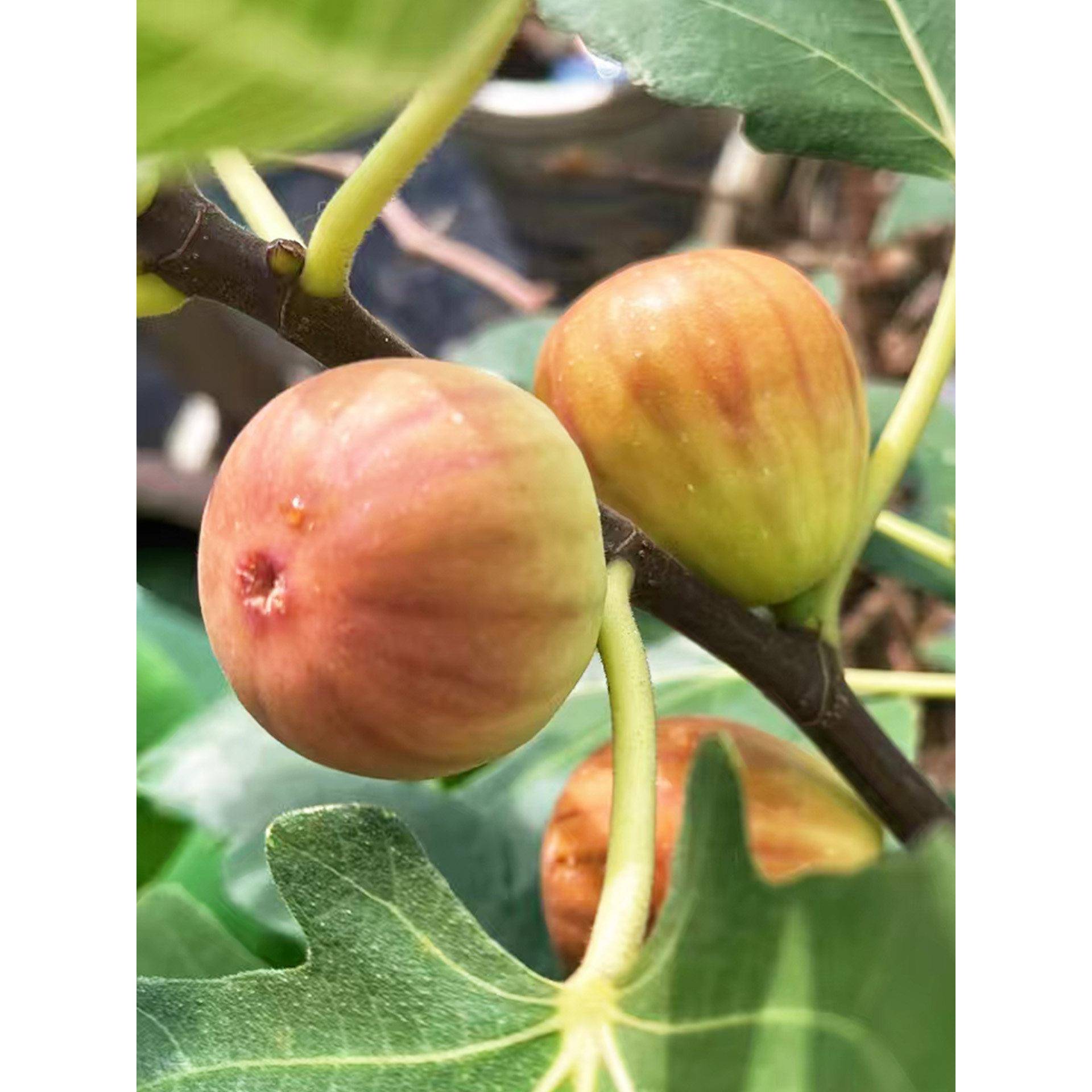 老品种布兰瑞克无花果树果苗盆栽庭院阳台特大南北方种植当年结果