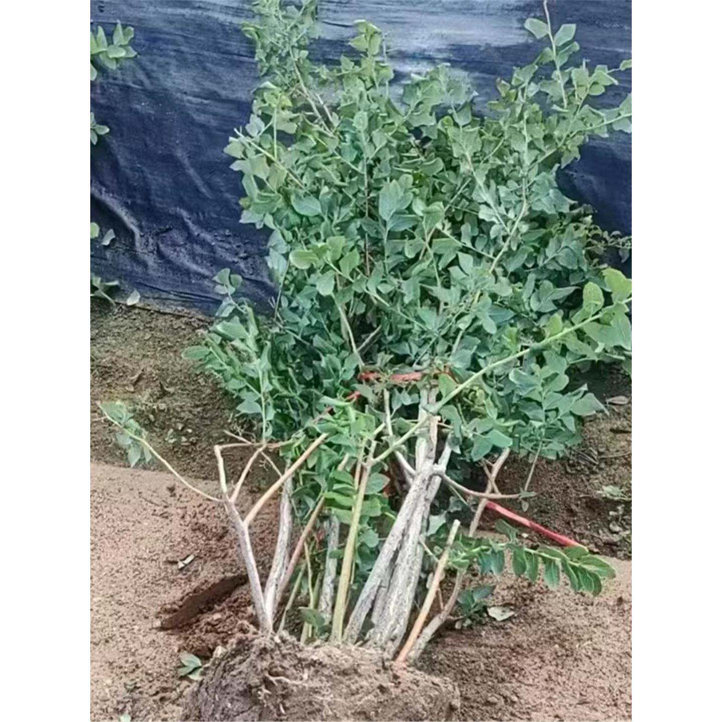 特大蓝莓树果苗蓝莓苗盆栽地栽阳台南北方种植苗兔眼绿宝石果树苗