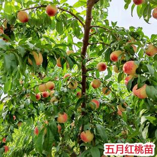 早熟桃树果苗五月红嫁接桃子苗树活苗南北方盆栽庭院种植果树果苗