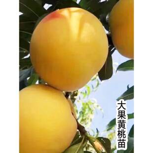 早熟黄桃苗桃子苗树特大果炎陵黄桃苗嫁接桃树苗南方北方果树果苗