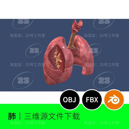 呼吸系统解剖肺部肺叶医学内部Blender模型OBJ建模FBX三维2689