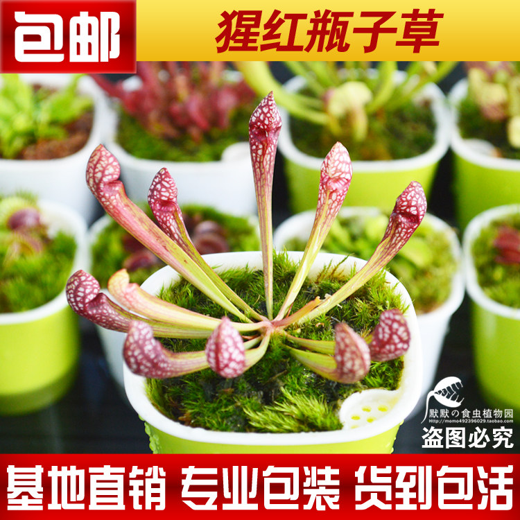 食虫植物-猩红瓶子草【小苗】 食虫草  奇异植物  绿植盆栽 包邮