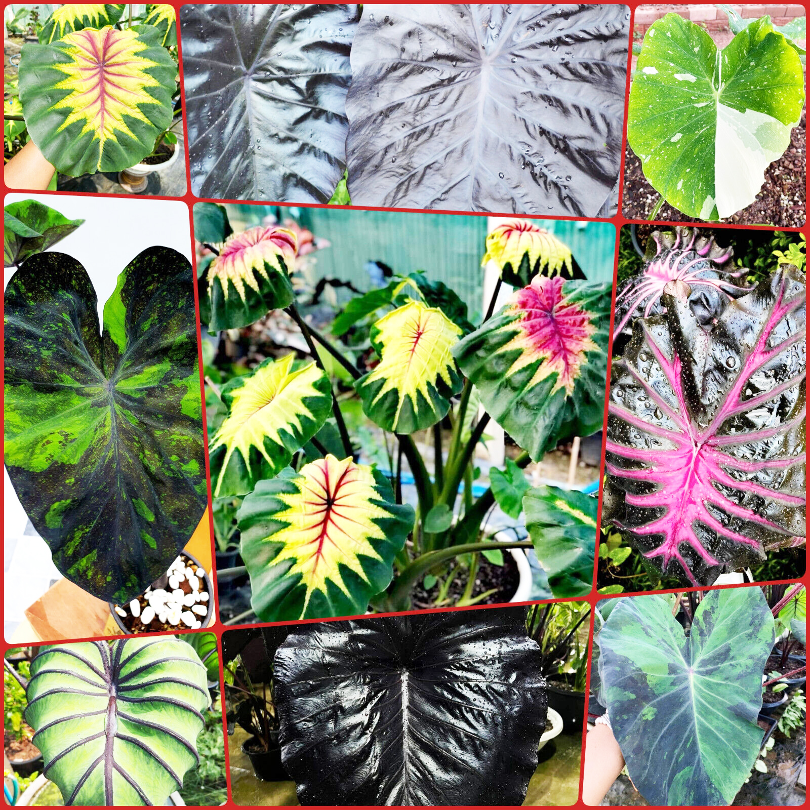 多种海芋 芋头 观叶绿植 紫叶芋 网红植物室内办公室植物绿植盆栽