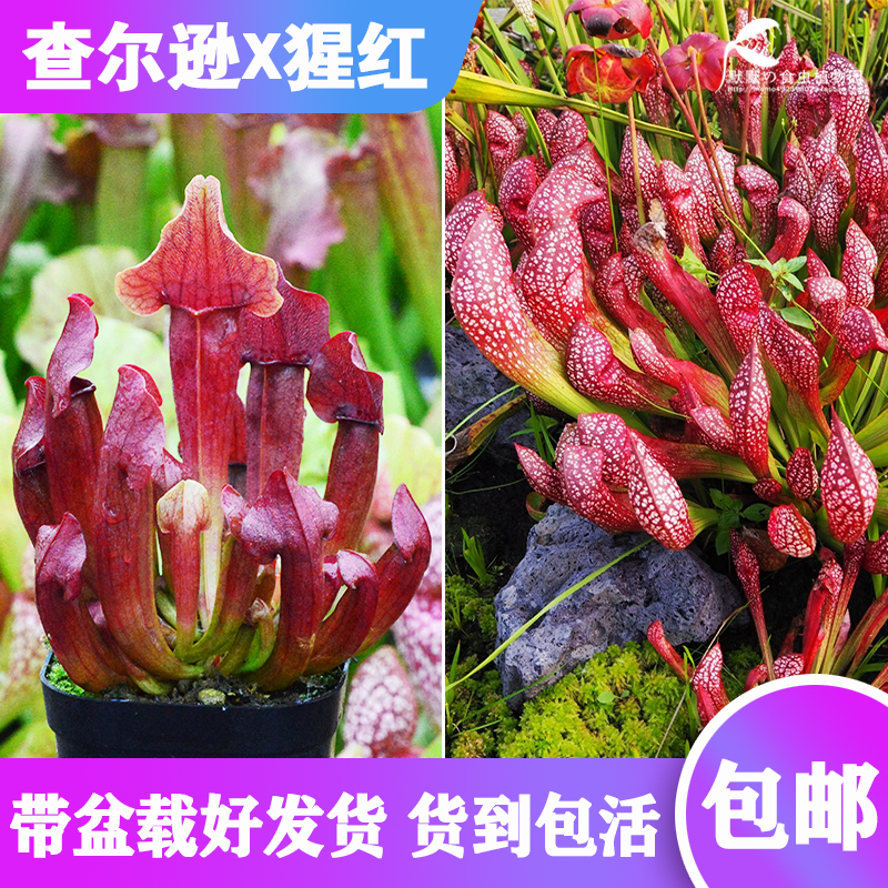 【查尔逊X猩红瓶子草】食虫植物 杂交瓶子草 实生苗 包邮