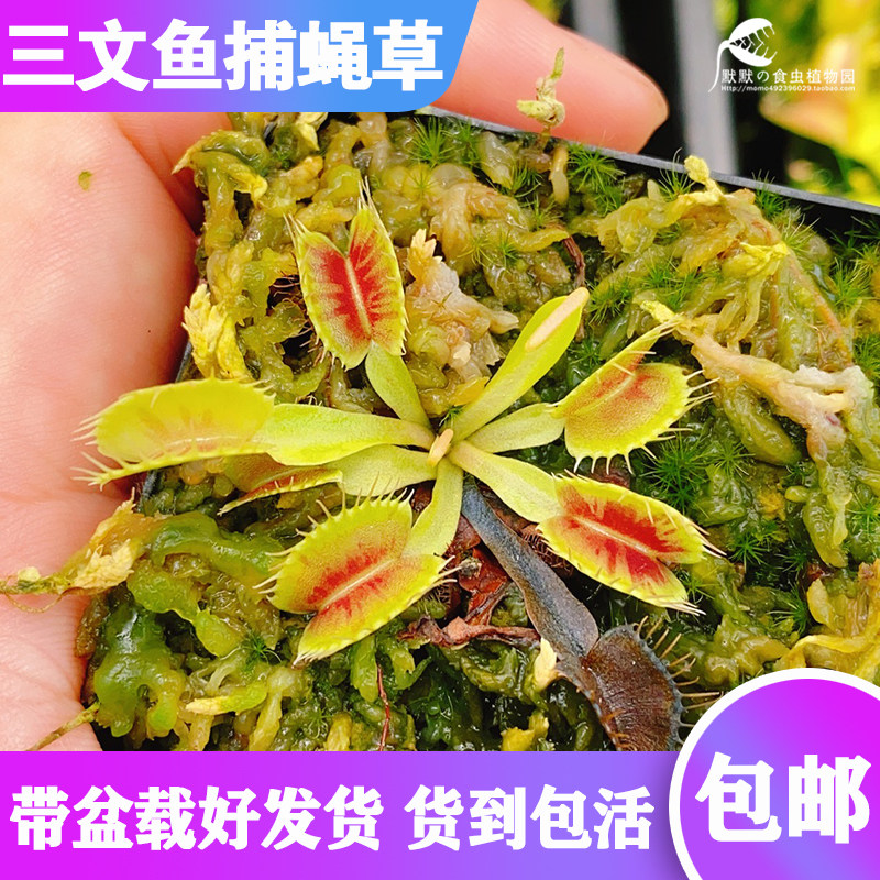 【三文鱼捕蝇草】食虫植物 稀有品种