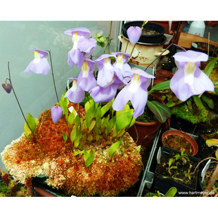 食虫植物 高山x洪堡狸藻 趣味绿植盆栽 适合造景