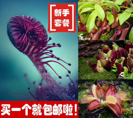 食虫植物新手套餐【特价包邮】食虫草  食人花套餐