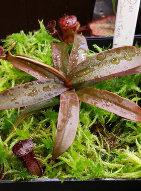食虫植物-红灯猪笼草【特价小苗 满三株包邮】食人花/绿植盆栽