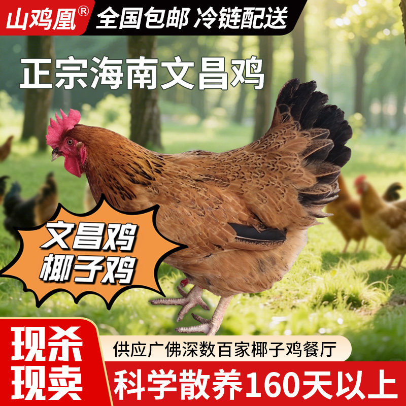【山鸡凰】文昌鸡海南农家散养椰子鸡新鲜整鸡走地鸡土鲜鸡肉