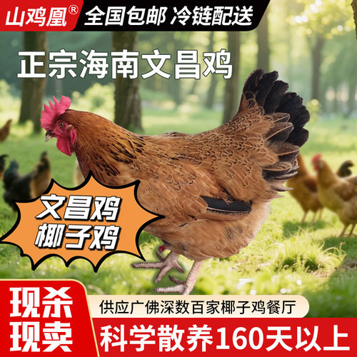 海南文昌鸡山鸡凰文昌鸡椰子鸡