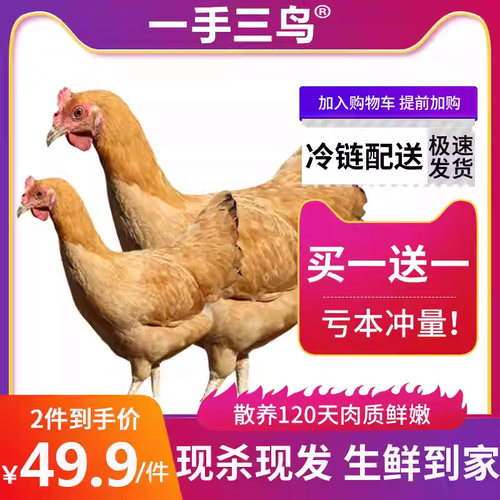童子鸡一手三鸟童子鸡母鸡