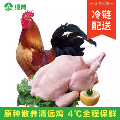 清远太监整只新鲜现杀走地土公鸡