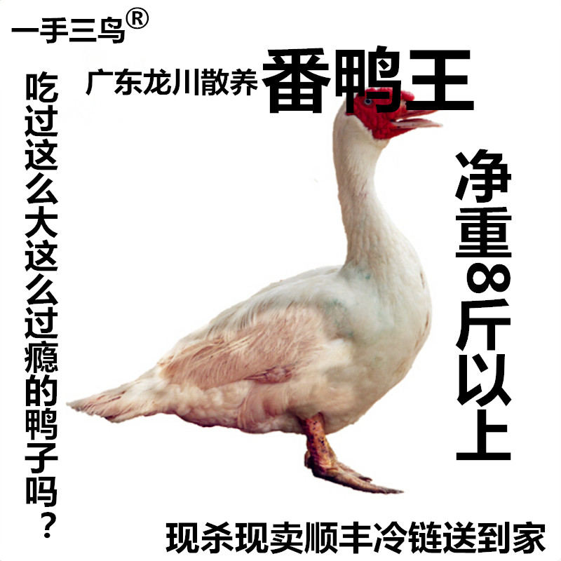 【山鸡凰】番鸭公肉质比较好比较大番鸭鲜番鸭