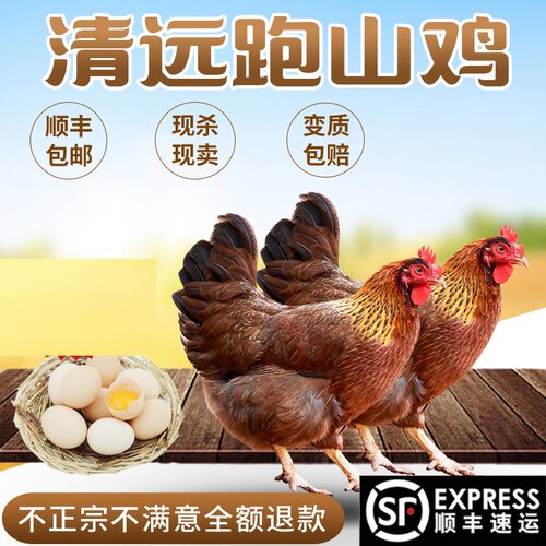 清远鸡椰子鸡农家散养清远土鸡