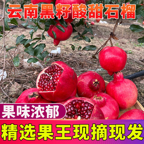 云南大理宾川黑籽石榴酸甜石榴泡酒用新鲜采摘当季水果