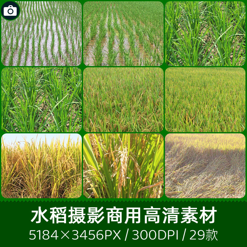 禾苗秧苗开拆的稻田倒伏的水稻商用300dpi原创摄影印刷设计素材库