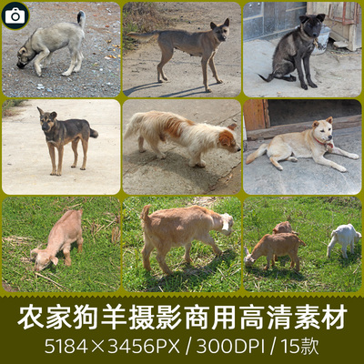 农家看门土狗家犬散养黑山羊商用300DPI高清摄影印刷设计图片素材