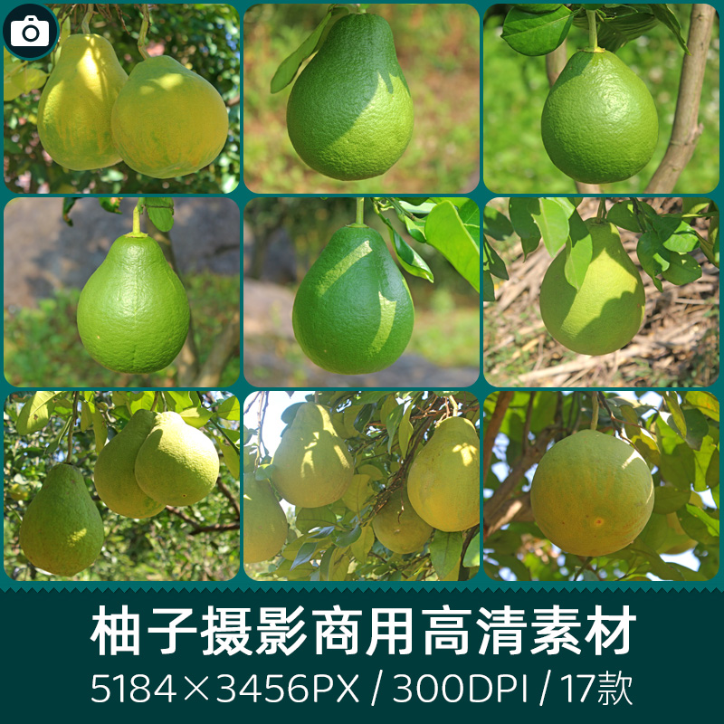 柚子树新鲜蜜柚沙田柚商用300dpi高清原创摄影印刷设计图片素材库