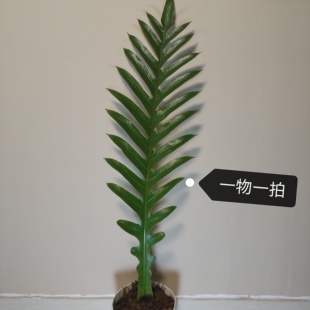 王冠蕨110cm室内客厅办公室桌面耐阴好养绿植网红大型蕨类植物