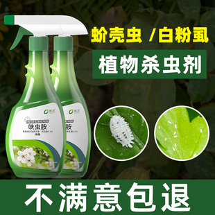 植物小白虫蚧壳虫白粉虱蚜虫蜘蛛杀虫药多肉幸福树杀虫药花卉除虫