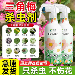 三角梅杀虫剂药除虫长虫蚜虫驱虫用药梅生去虫子虫害叶子虫非专用