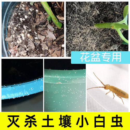 土壤小白虫杀虫剂跳虫烟灰虫潮虫花盆边缘土螨土里专用药盆栽白点