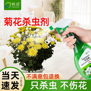 菊花杀虫剂治秋菊杀虫雏菊药灭腻虫蚜虫除芽虫防治红蜘蛛小黑飞牙