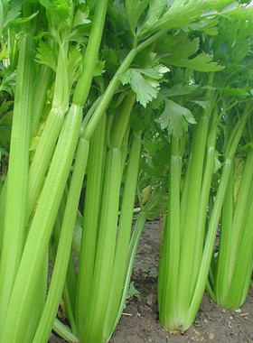 四季小香芹种子农家菜园大棚春夏秋冬四季种植蔬菜籽现在播青芹菜