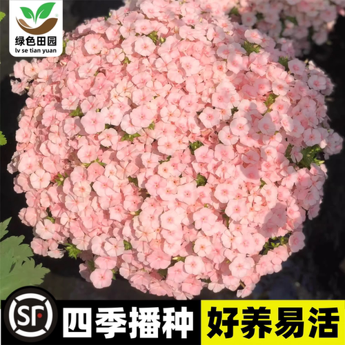 福禄考花种子四季播易成活盆栽